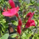 복고풍로맨스의 쉽게 그리는 꽃그림 이미지