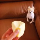 성일동물병원 이미지