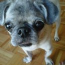 정원 양한방동물병원 이미지