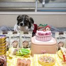 견우재 | 강아지 생일 케이크 고르기 성공｜견우재 케이크🎂 후기 (개요정 수지 🐶)
