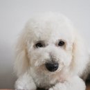 이루다 동물메디컬센터 이미지