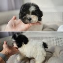 사랑해줄개 이미지