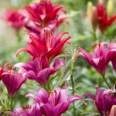 초록숲공원 이미지