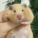 우다다햄쮸 네이버블로그