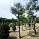 종교단체 자연장지 | 자연장지 설치 기준과 허가 구분, 꼭 확인해야 하는 이유