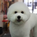 시저독 이미지