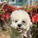 누가꽃이개 이미지