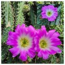 일산호수공원 꽃축제장에 다녀와서~~ 이미지