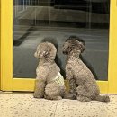 똑똑독 펫살롱 이미지