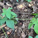 10월 7일(화) 충남 예산 출렁다리 이미지