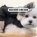 광교사진관 스튜디오엽 반려동물프로필 애견동반사진관