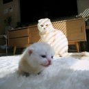 삼촌만두 이미지