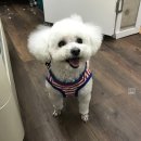 김포애견클럽 이미지