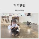 퍼피앤펍