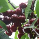 경주 체리 이미지