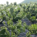 선화농장 이미지