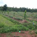 하니농장 이미지