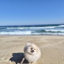하평목장 네이버블로그