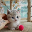 강남 고양이 분양 냥블리 이미지