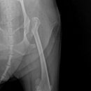 24시 에피소드 동물 메디컬 센터 이미지