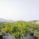 청솔농장 | 블루베리농장 청솔블루베리농장 블루베리농장체험 가능 나이 비용 방법 후기