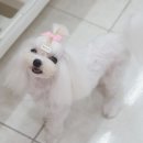 민 동물병원(동물미용) 이미지