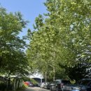 용인시립골드 테니스장 이미지