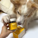 세븐동물병원 | 강아지 분리불안 증상 스트레스 케어 도움주는 영양제 펫세븐