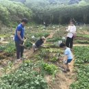 텃밭2 이미지