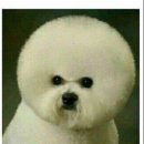 멍멍이 이미지
