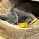 클리프스테이 이미지