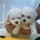 멍멍왕자 야옹공주 이미지