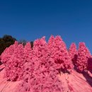 보랏빛향기 노래연습장 | 포천 가볼만한곳 : 허브아일랜드 네이버 예약 &amp; 핑크트리 축제 후기 🌸