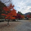 그린펜션 간이화장실 | [영월] 로맨틱 성공적 단풍캠 예그리나숲 캠핑장 명당 🍁