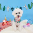 그루밍_light 이미지