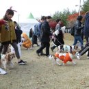 건강하개 이미지