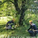 관음사의 왕벚나무자생지 이미지