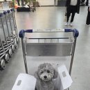 KG(케이지) | 제주 항공 애견 동반 청주-제주행 시련의 탑승 후기