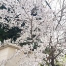 로히펫살롱 이미지