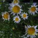 양지 어린이집 이미지