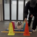 스누독 | [수원애견유치원]뇌섹댕의 완성! 어질리티부터 전력 질주까지, 아이들의 잠재력을 깨우는 시간