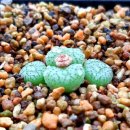 코노코노 이미지