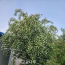 뜨락 한바퀴. 이미지