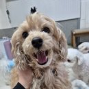 애견호텔 몽몽 이미지