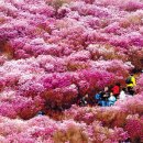 진달래목장 이미지