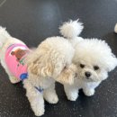 디오네 도그케어 이미지