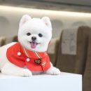 심바동물병원 이미지