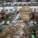 송화주식회사 이미지