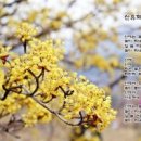산유화 이미지