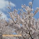 도곡2동 주민센터 | [포포일상] 양재천 벚꽃. 벚꽃명소 실시간 개화 양재천산책로 포토스팟